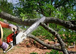 Best Seasonal Cleanup (Spring/Fall)  in Gloucester Point, VA